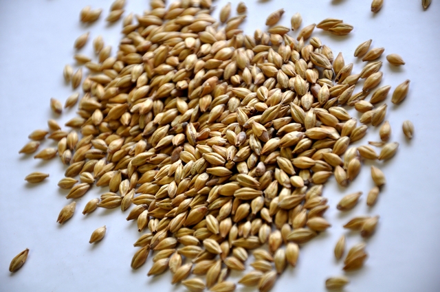 Cara Malt (British)